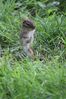 Filename=Chipmunk_1.JPG
Filesize=150KiB
Dimensions=400x600
Date added=May 30, 2011 Chipmunk_1.JPG