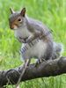 Filename=Squirrel_1.JPG
Filesize=125KiB
Dimensions=450x600
Date added=May 30, 2011 Squirrel_1.JPG