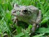treefrog01.jpg